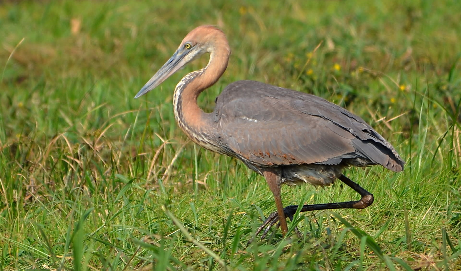 Goliath Heron facts, distribution & population | BioDB